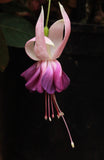 Fuchsia Lucky Strike 10.5cm (Upright)