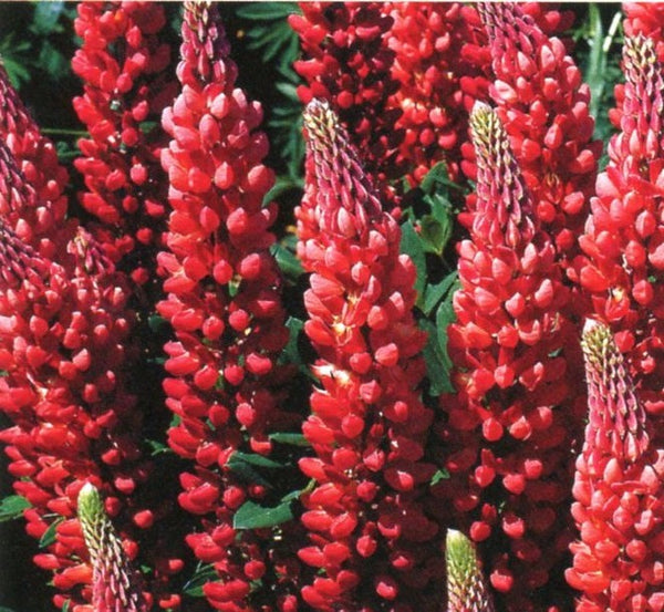 LUPIN GALLERY RED 1L