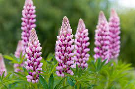 LUPIN GALLERY PINK 1L
