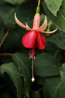 Fuchsia Major Heaphy 10.5cm (Upright)