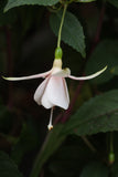 Fuchsia Margaret Viscountess Thurso 10.5cm (Upright)