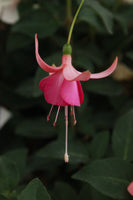 Fuchsia Maria Landy (Patio) 10.5cm (Upright)