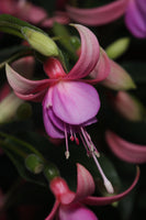 Fuchsia Maria Landy (Patio) 10.5cm (Upright)