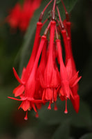 Fuchsia Mary Plug (Triphylla)