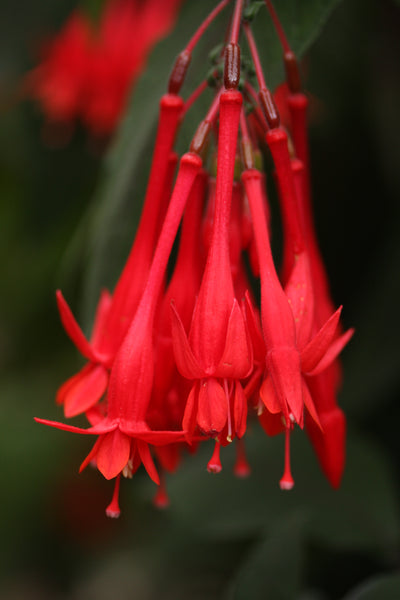Fuchsia Mary Plug (Triphylla)
