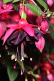 Fuchsia Maxima Plug (Upright)