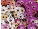 Mesembryanthemum Magic Carpet Magic 9-Pack