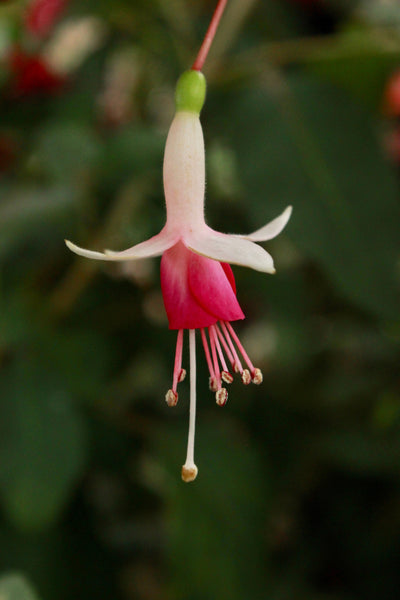 Fuchsia Minirose (Patio) Plug (Upright)