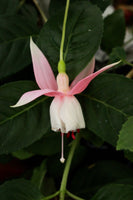 Fuchsia Nancy Lou 10.5cm (Upright)