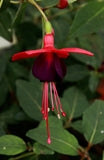 Fuchsia Nantes Plug (Upright)