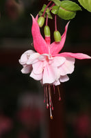 Fuchsia Natasha Sinton 10.5cm (Trailing)