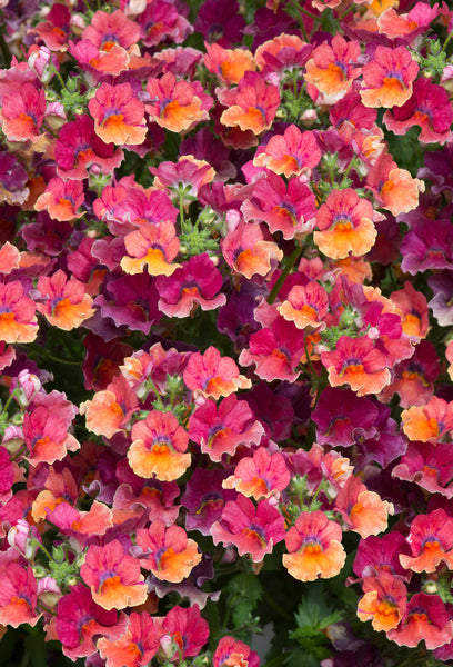 Nemesia Nesia Tropical 9cm Pot