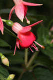 Fuchsia Nicis Findling (Patio) 10.5cm (Upright)