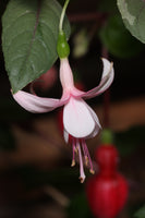 Fuchsia Ornamental Pearl (Patio) 10.5cm (Upright)