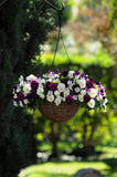 Pansy Cool Wave Berries n Cream Mixed (Trailing Pansy) 10.5cm Pot