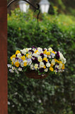 Pansy Cool Wave Mixed (Trailing Pansy) 10.5cm Pot