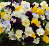 Pansy Cool Wave Mixed (Trailing Pansy) 10.5cm Pot