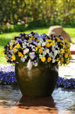 Pansy Cool Wave Mixed (Trailing Pansy) 10.5cm Pot