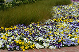 Pansy Cool Wave Mixed (Trailing Pansy) 10.5cm Pot