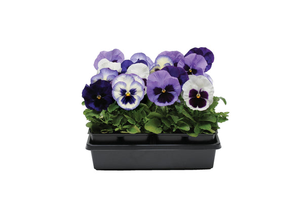 Pansy Matrix Ocean Breeze Mix (All Year Pansy) 6-Pack