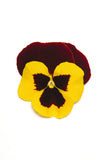 Pansy Matrix Red Wing (All Year Pansy) 6-Pack