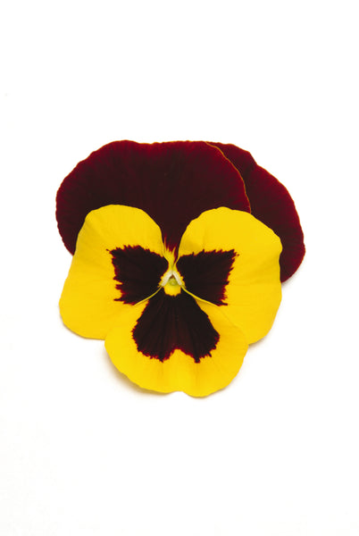 Pansy Matrix Red Wing (All Year Pansy) 6-Pack