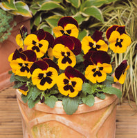 Pansy Matrix Red Wing (All Year Pansy) 6-Pack