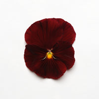 Pansy Matrix Scarlet (All Year Pansy) 6-Pack