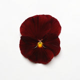 Pansy Matrix Scarlet (All Year Pansy) 6-Pack