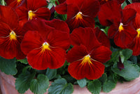 Pansy Matrix Scarlet (All Year Pansy) 6-Pack