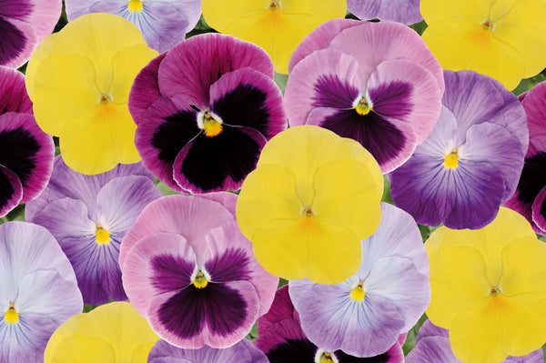 Pansy Matrix Silhouette Mix (All Year Pansy) 6-Pack