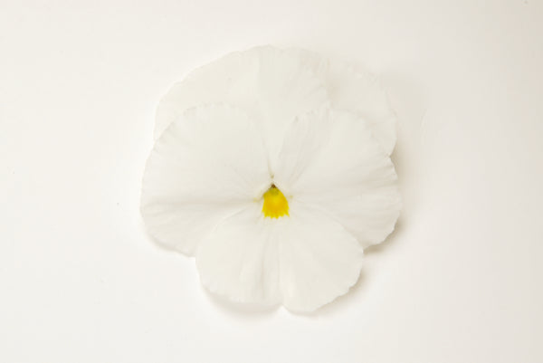 Pansy Matrix White (All Year Pansy) 6-Pack