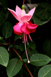 Fuchsia Paula Jane 10.5cm (Upright)
