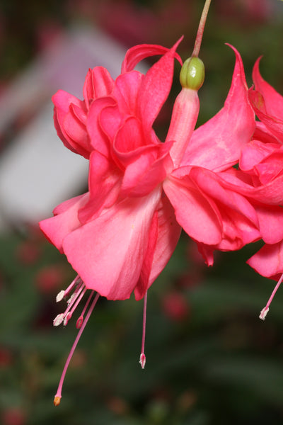Fuchsia Peachy 10.5cm/Trailing
