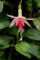Fuchsia Peggy 10.5cm (Upright)