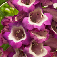 Penstemon Arabesque Violet 13cm