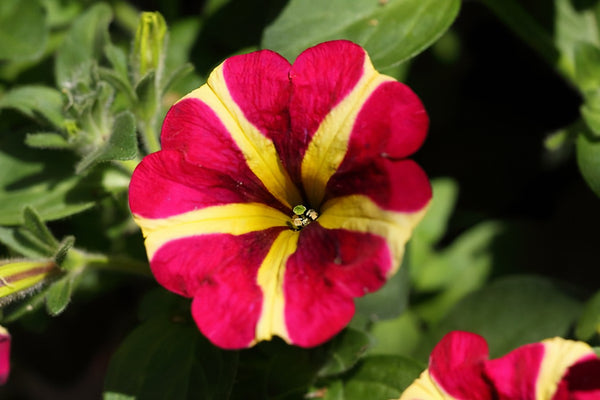Petunia Amore Queen of Hearts (Trailing) Plug