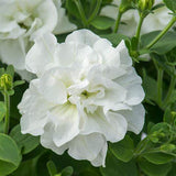 Petunia Double Tumbelina Diana (White) (Trailing) Plug