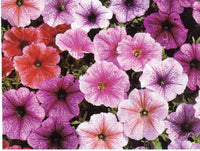Petunia Frenzy Reflections Mixed 9-Pack