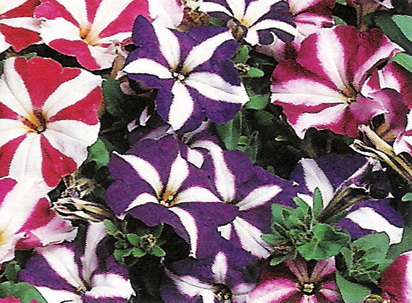 Petunia Frenzy Star Mixed 9-Pack
