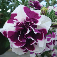 Petunia Double Tumbelina Damson Ripple (Trailing) 9cm Pot