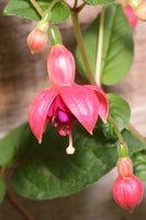 Fuchsia Phyllis Plug (Hardy)