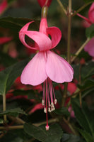 Fuchsia Pink Beacon Plug (Upright)