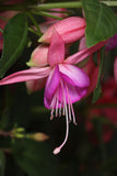 Fuchsia Pink Fantasia (Patio) 10.5cm (Upright)