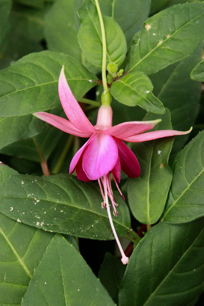 Fuchsia Pink Fantasia (Patio) 10.5cm (Upright)