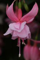 Fuchsia Pink Galore 10.5cm (Trailing)