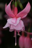 Fuchsia Pink Galore 10.5cm (Trailing)