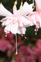 Fuchsia Pink Marshmallow 10.5cm (Trailing)