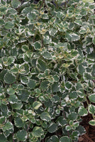 Plectranthus coleoides 9cm Pot