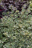 Plectranthus coleoides 9cm Pot